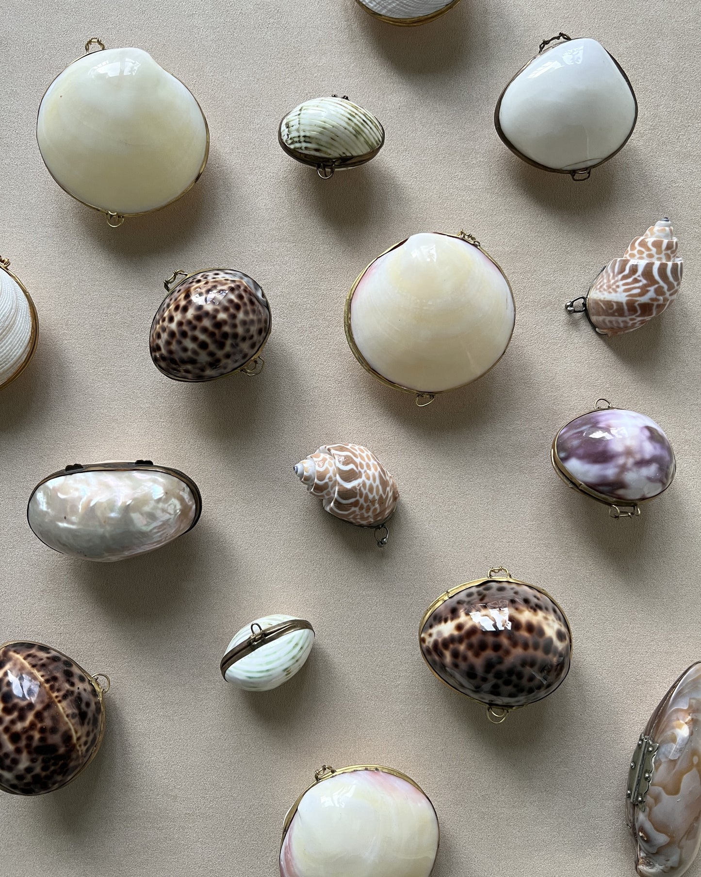 An assortment of vintage natural shell boxes with brass rims scattered on a table, highlighting unique patterns like Tiger Cowrie and Moon Shells.