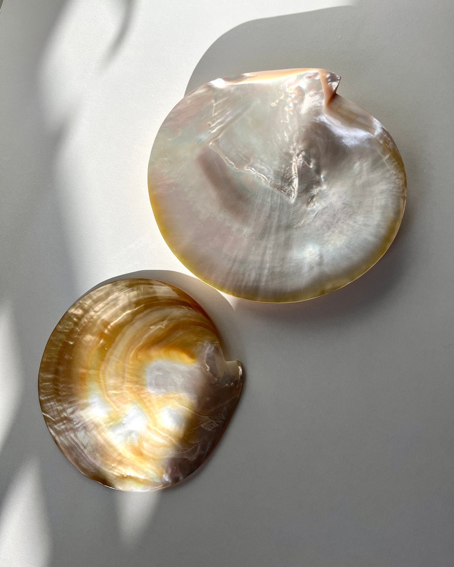 The mother-of-pearl shell styled as a standalone coastal décor accent on a wooden coffee table, adding a touch of nautical sophistication.