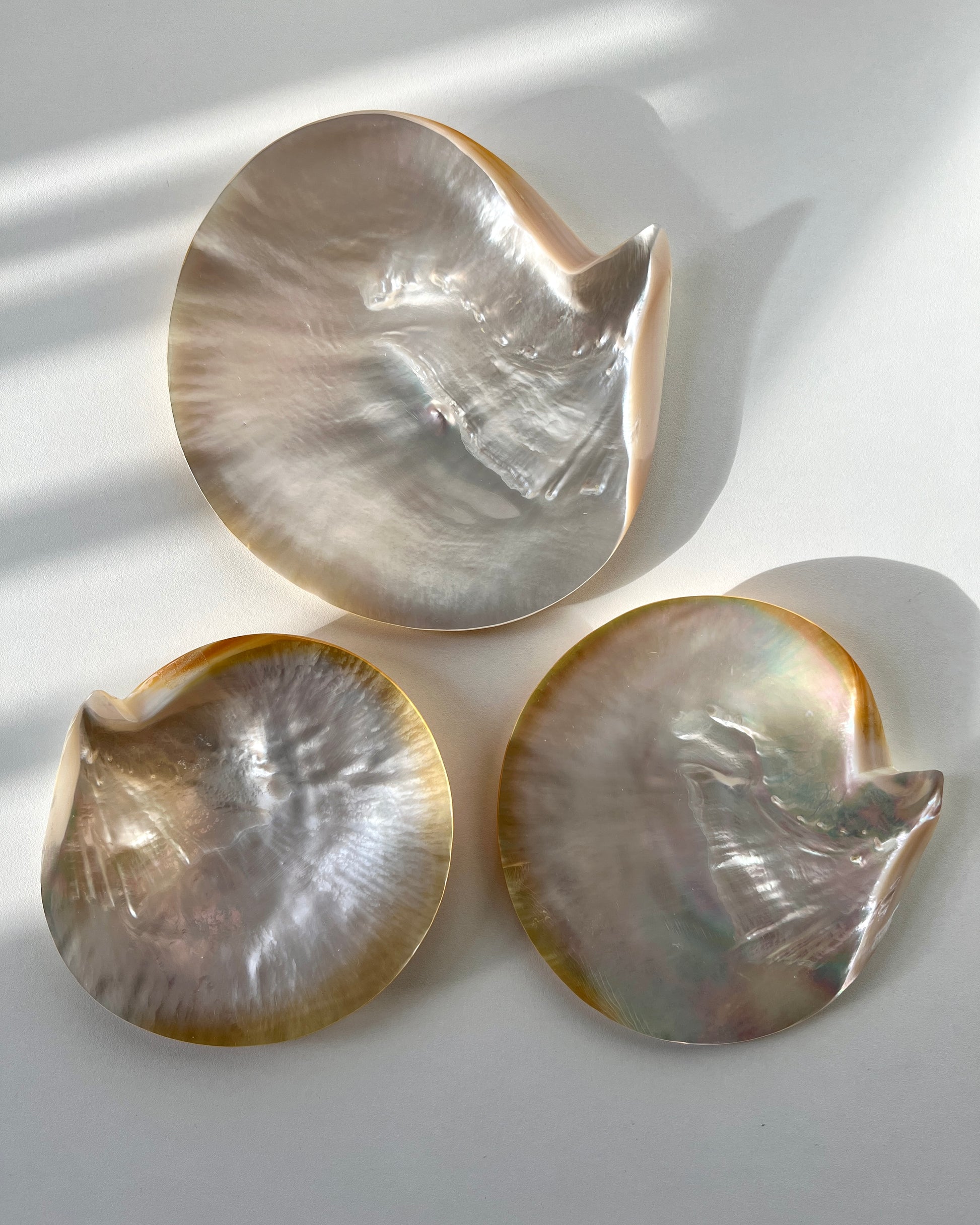 A stunning, one-of-a-kind mother-of-pearl shell platter, preserved in its natural form and shimmering with a luminous iridescent luster.