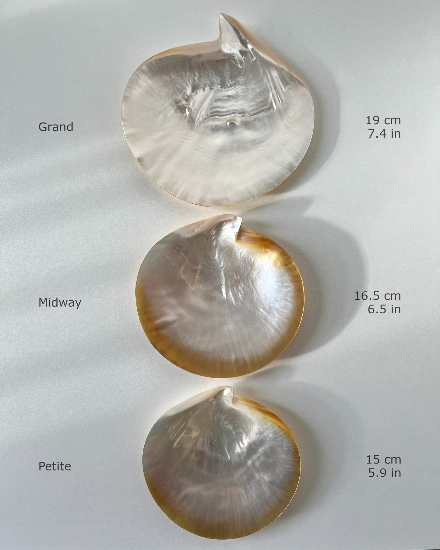 A close-up macro shot of a mother-of-pearl shell dish, capturing the beautiful, shimmering rainbow of colors as it reflects light.